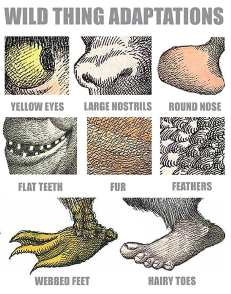 where the wild things are animal adaptations examples yellow eyes, hairy feet
